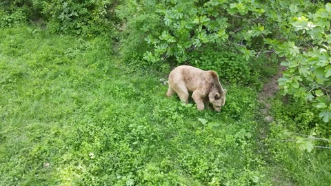 Brown Bear Feeding on Green Meadows Vídeo Stock 333479265