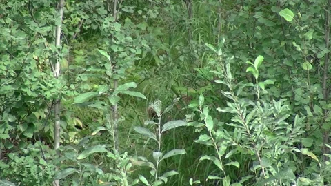 Brown bear Female eats behind bush, Canada Stock Footage 219424327
