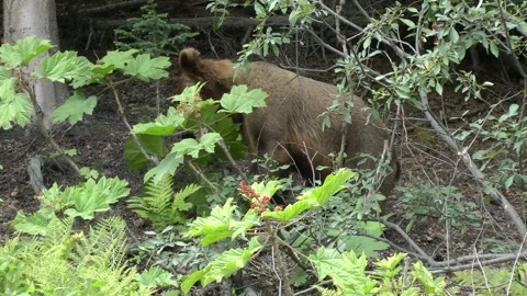Brown bear female eats Berries, North America Stock Footage 219395261