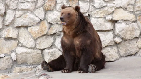 Brown bear female is lifting her paw. 動画素材 45159151