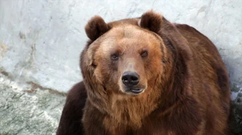 Brown bear female. Macro face portrait. Vídeos de archivo 44104004