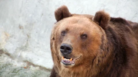Brown bear female. Macro face portrait. Vídeos de archivo 45009334