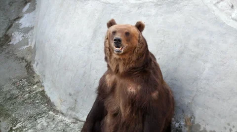 Brown bear female is sitting in the empty pool. Vídeo Stock 45388384