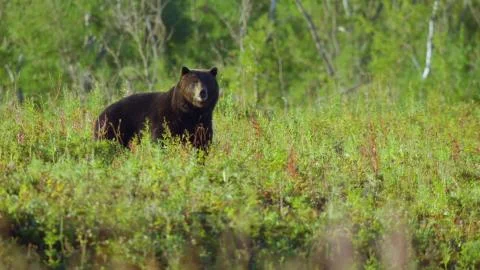 Brown bear in the field Stock Photos