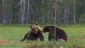 Brown Bear fighting with audio! Video HD