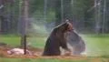 Brown Bear fighting with audio! HD Footage