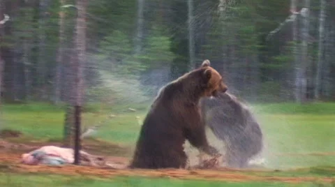 Brown Bear fighting with audio! Stock Footage