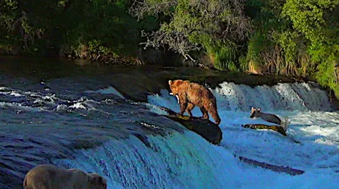 Brown Bear With Fish Climbs Falls &amp; Walks Upriver in Sweet Light Stock Footage 50307100