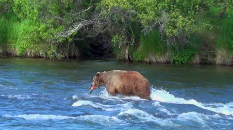 Brown Bear Fleeing From Another Bear With Fish in His Mouth Stock Footage 51114156