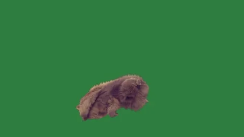 A brown bear flying through the air on green screen and jumping in dog cat is Stock Footage 335147529