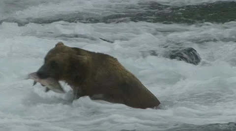 BROWN BEAR FOAM CATCH Video stock 20588931
