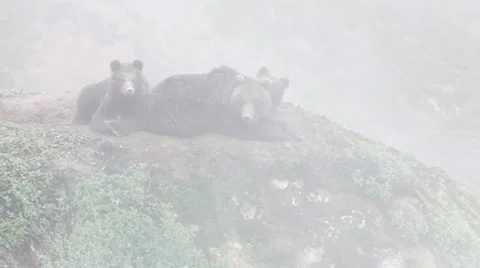 Brown bear in the fog Видео 25365119