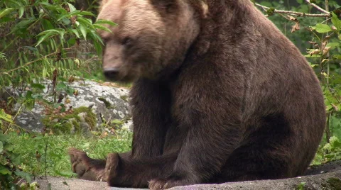 Brown Bear 库存影片 624290