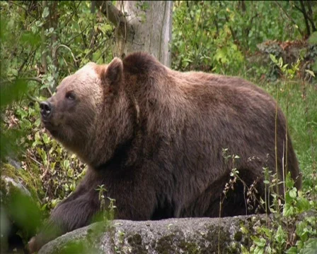 Brown Bear 库存影片 630322