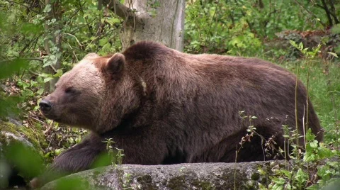 Brown Bear 库存影片 630353