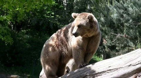 Brown bear Stock Footage 710263