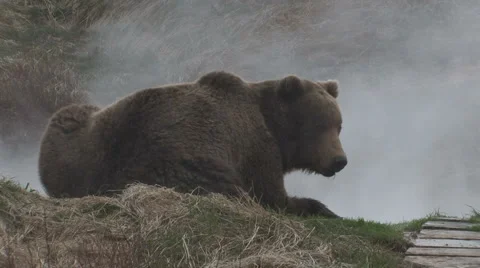 Brown bear Видео 941669
