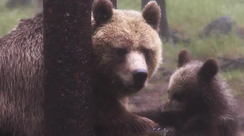 Brown bear Stock Footage 8968258