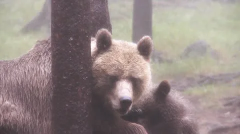 Brown bear Stock Footage 8968341