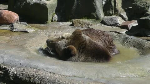 Brown bear Stock Footage 10917549