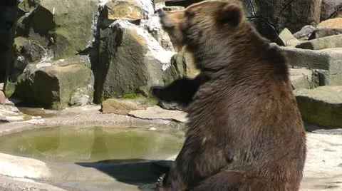 Brown bear Stock Footage 10917553