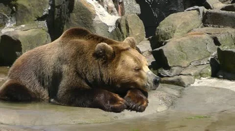 Brown bear Video stock 10917565