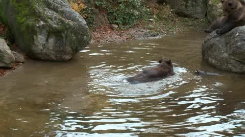 Brown bear Stock Footage 12379750