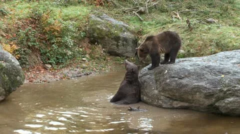 Brown bear Stock Footage 12379808