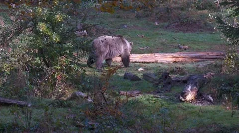 Brown bear Stock Footage 12380025