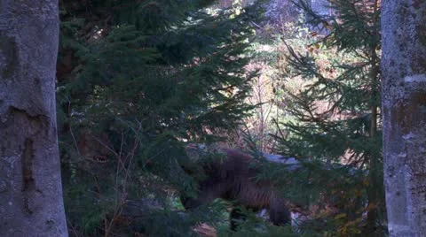 Brown bear Stock Footage 12380990