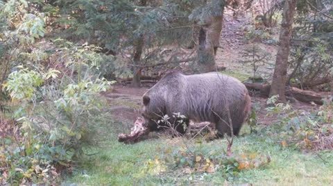 Brown bear Video stock 12475250