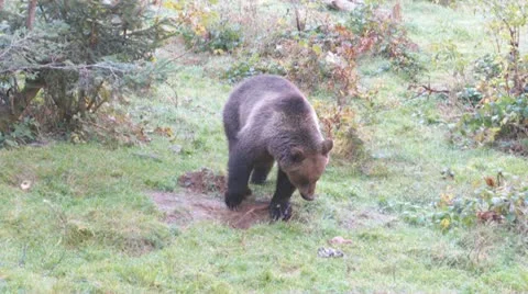 Brown bear Stock Footage 12491473