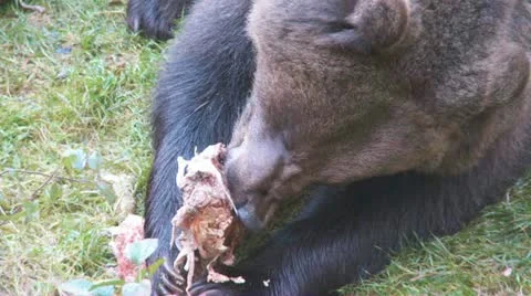 Brown bear Stock Footage 12550981