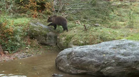 Brown bear Stock Footage 15089931