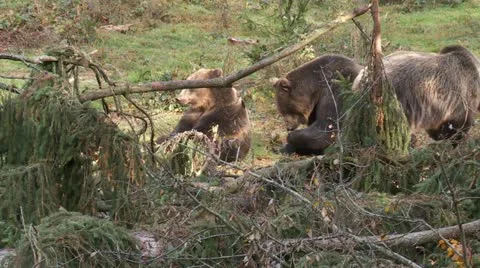 Brown bear Stock Footage 15112789