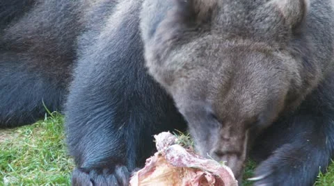 Brown bear Stock Footage 15128039