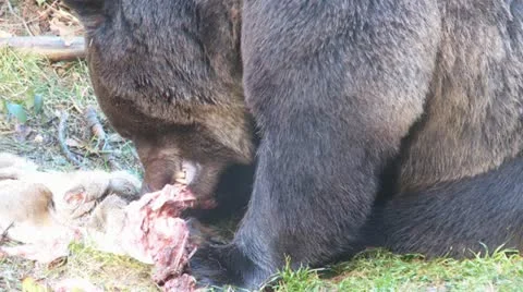 Brown bear Stock Footage 15295100