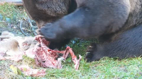 Brown bear Stock Footage 15307583