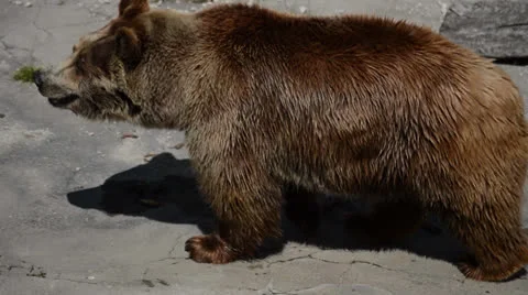 Brown bear Vídeo Stock 23616710