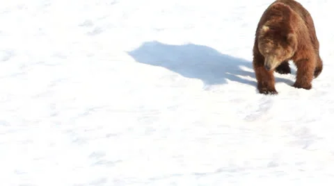 Brown Bear Stockbeeldmateriaal 25740975