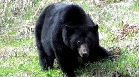 Brown Bear Vidéo 32880894