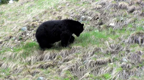 Brown Bear Stock Footage 32881457