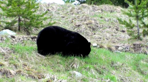 Brown Bear Stock Footage 32881473