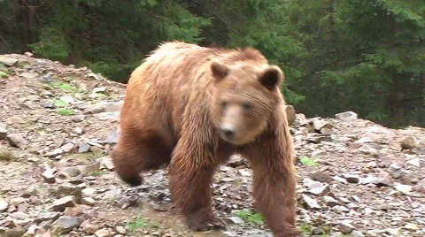 Brown bear Stock Footage 62446482