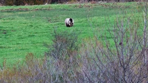 Brown bear Stock Footage 75273970