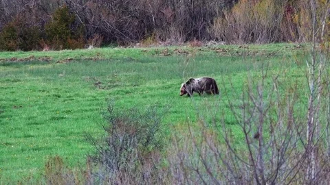 Brown bear Stock Footage 75275830