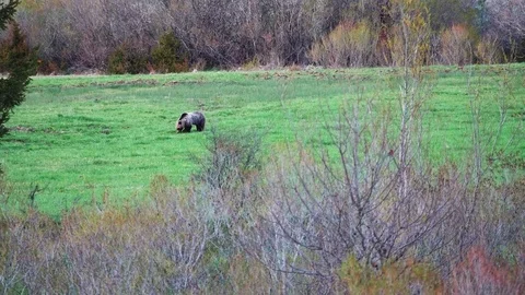 Brown bear Stock Footage 75275925