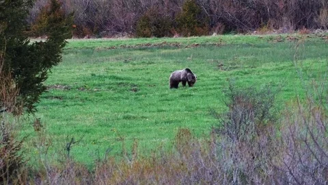 Brown bear Stock Footage 75276117