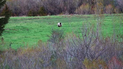 Brown bear Video stock 75277337