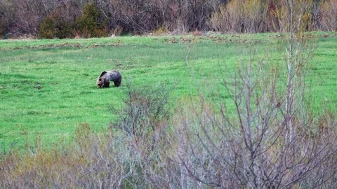 Brown bear Stock Footage 75277785